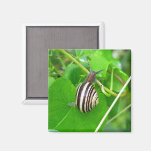 Íman Caracol-terra riscado num ímã folha