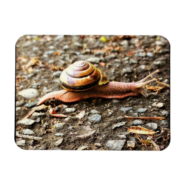 Íman Caracol Vermelho no chão (Horizontal)