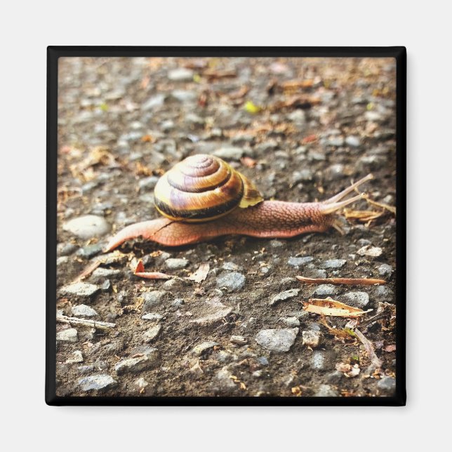 Íman Caracol Vermelho no chão (Frente)