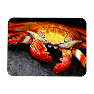 Íman Caranguejo de Galápagos