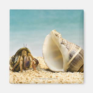 Íman Caranguejo-eremita olhando para uma carapaça maior