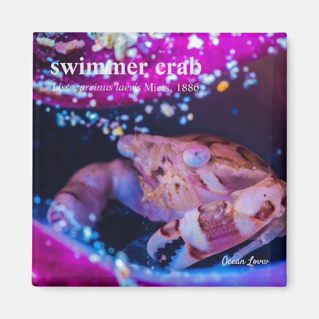 Íman Caranguejo-Nadador (Lissocarcinus laevis Miers, 18 (Frente)