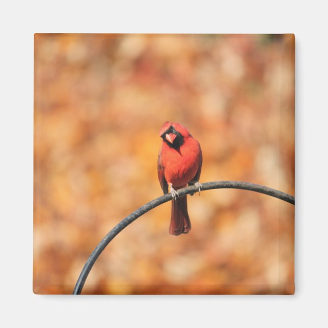 Íman Cardeal 2765 (Frente)