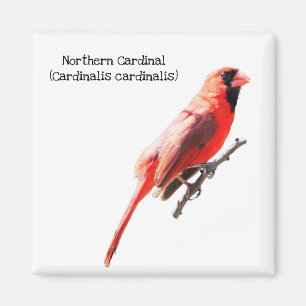 Íman Cardeal do norte