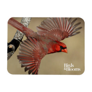 Íman Cardeal do norte em vôo