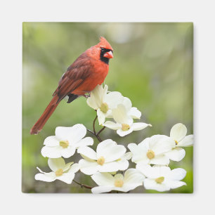 Íman Cardeal em Dogwood Tree