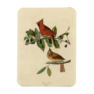 Íman Cardeal Grosbeak das Aves da América de Audubon