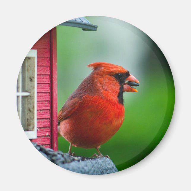 Íman cardeal masculino no alimentador na Primavera (Frente)