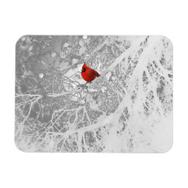 Íman Cardeal no inverno