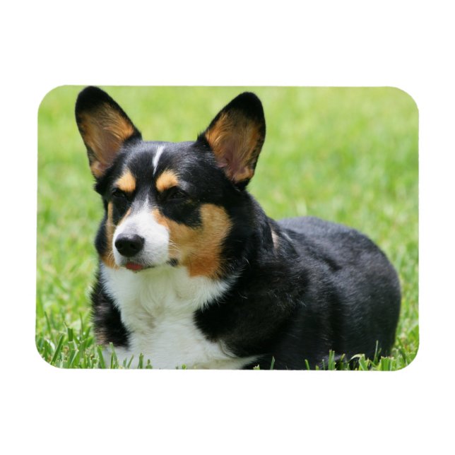 Íman Cardigan Welsh Corgi (Horizontal)