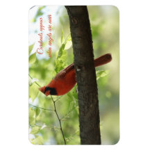 Cardinais aparecem quando anjos estão perto!