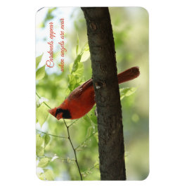 Íman Cardinais aparecem quando anjos estão perto!