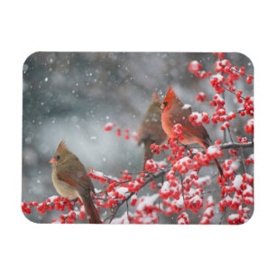 Íman Cardinais do norte   Marion, Illinois