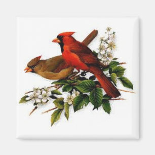 Íman Cardinais em um ímã quadrado
