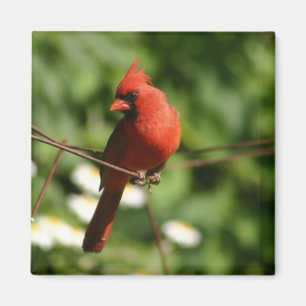 Íman Cardinal