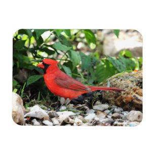 Íman Cardinal
