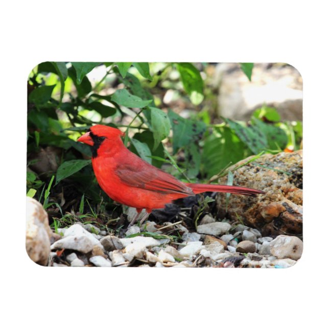 Íman Cardinal (Horizontal)