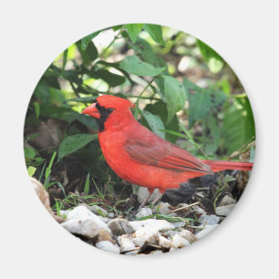 Íman Cardinal