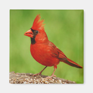Íman Cardinal
