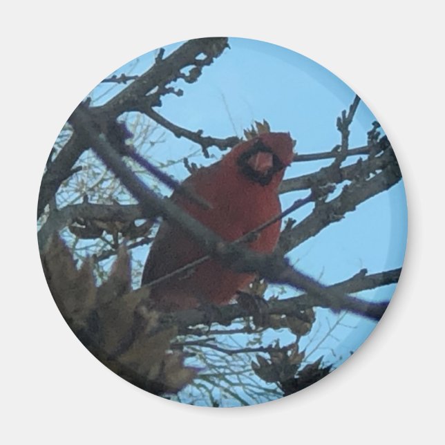 Íman Cardinal (Frente)