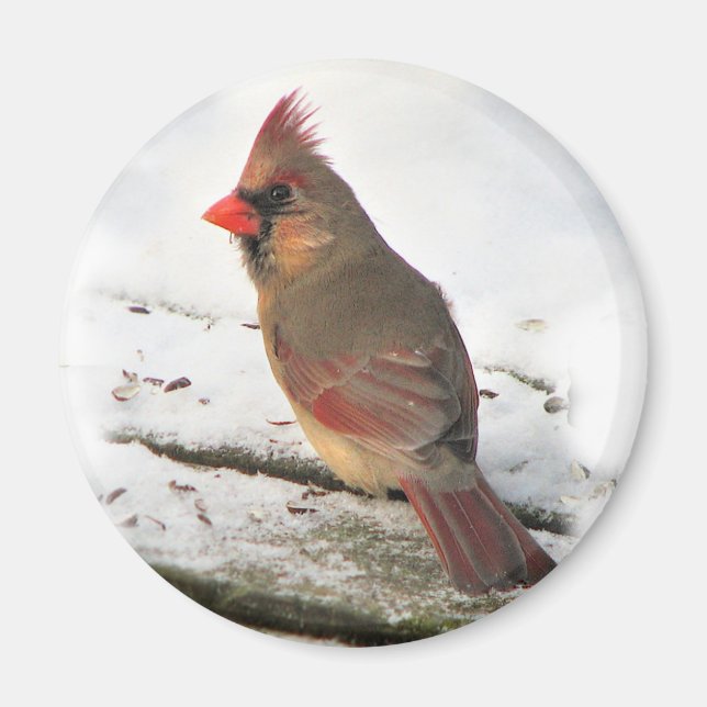 Íman Cardinal Bird Magnet (Frente)