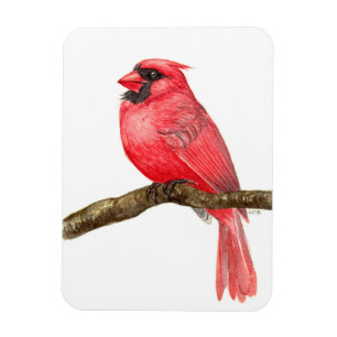 Íman Cardinal bird watercolor