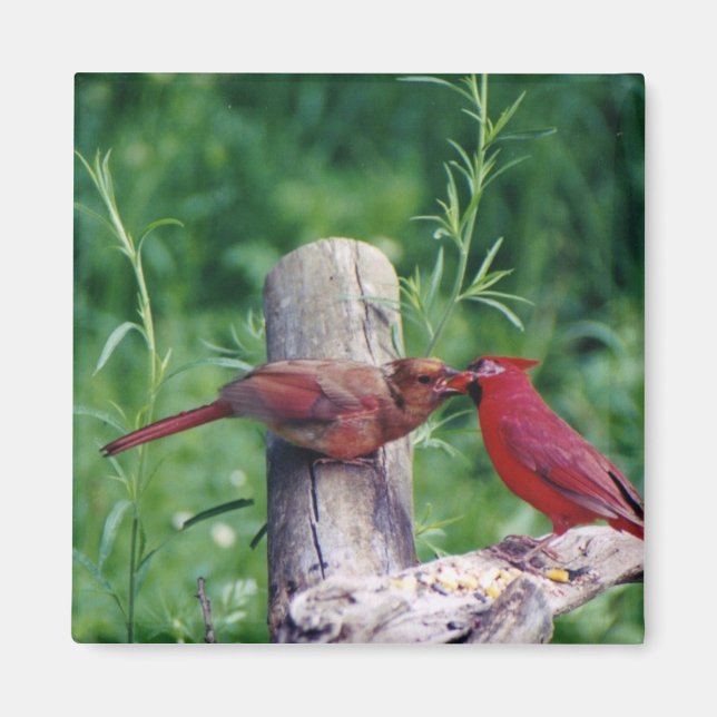 Íman Cardinal do norte (Frente)