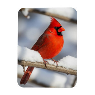 Íman Cardinal-do-norte