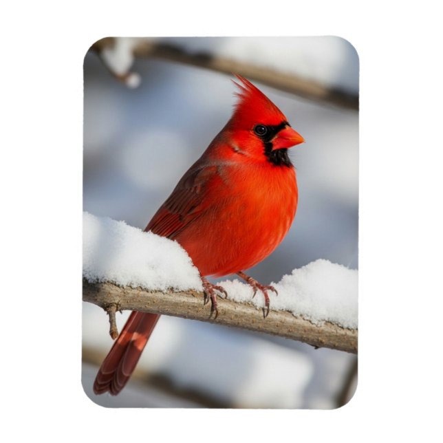 Íman Cardinal-do-norte (Vertical)