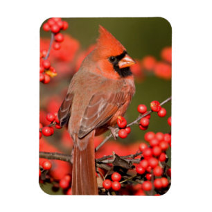 Íman Cardinal-do-norte em Winterberry Comum