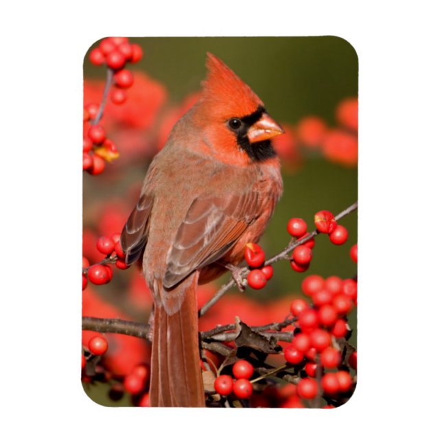 Íman Cardinal-do-norte em Winterberry Comum (Vertical)