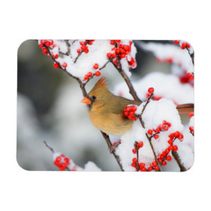 Íman Cardinal-do-norte fêmea em Winterberry Comum