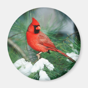 Íman Cardinal-do-norte macho na árvore, IL
