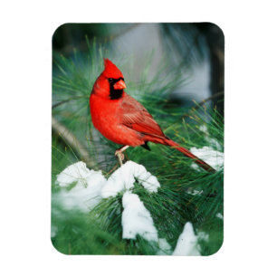 Íman Cardinal-do-norte macho na árvore, IL