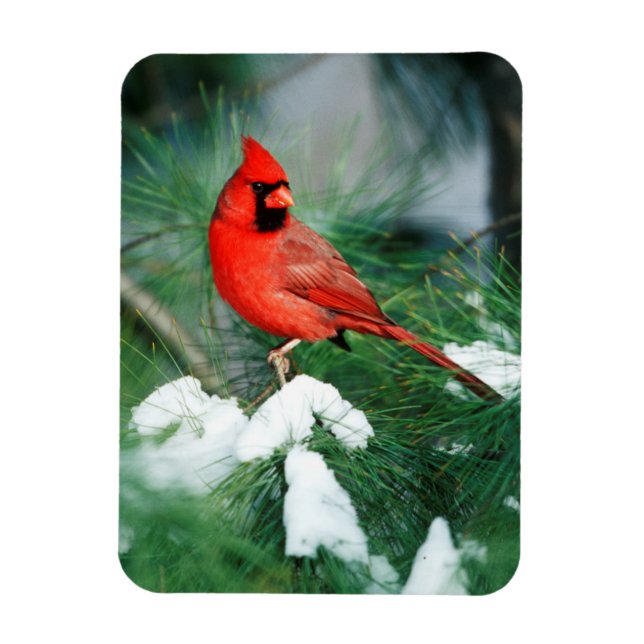 Íman Cardinal-do-norte macho na árvore, IL (Vertical)