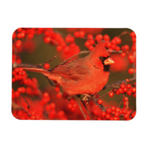 Íman Cardinal do Norte macho vermelho, IL