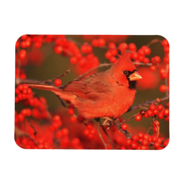 Íman Cardinal do Norte macho vermelho, IL (Horizontal)