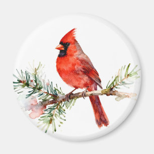 Íman Cardinal em um Ramo de Abeto