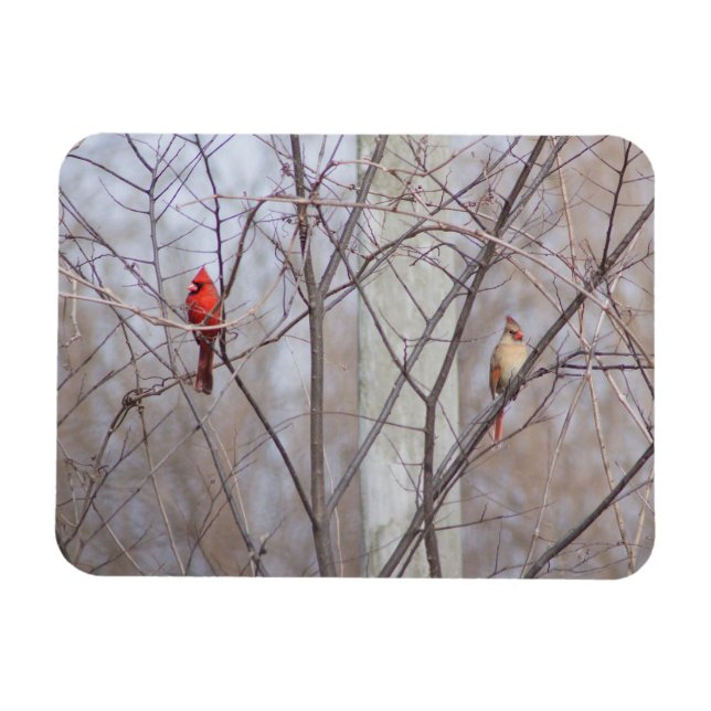 Íman Cardinal family (Horizontal)