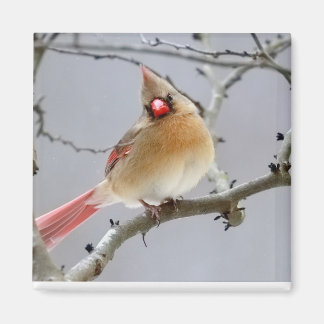 Íman Cardinal_Fêmea_Ímã