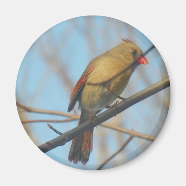 Íman Cardinal feminino/Pássaro (Frente)