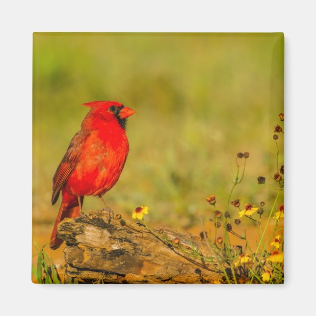 Íman Cardinal macho em tronco (Frente)