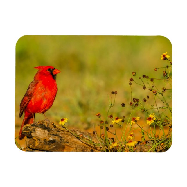 Íman Cardinal macho em tronco (Horizontal)