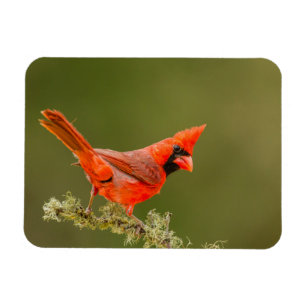 Íman Cardinal macho no galho