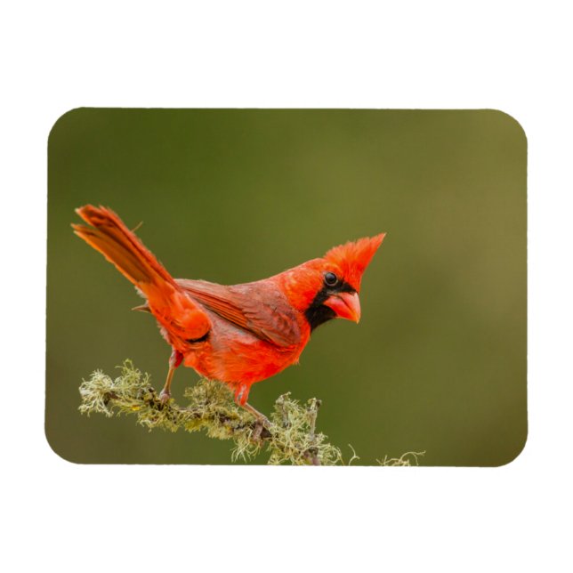 Íman Cardinal macho no galho (Horizontal)