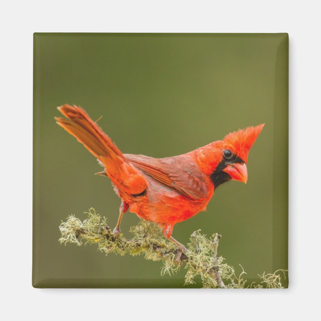 Íman Cardinal macho no galho (Frente)