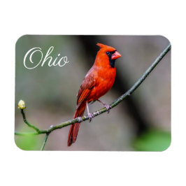 Íman Cardinal Ohio Magnet