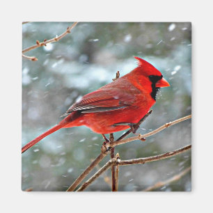 Íman Cardinal Vermelho