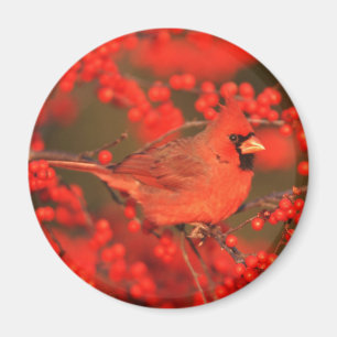Íman Cardinal Vermelho do Norte Macho, IL