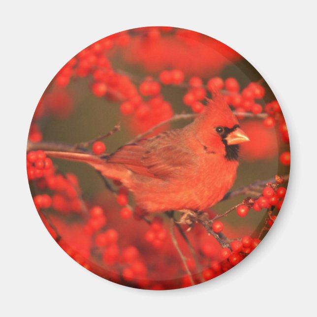 Íman Cardinal Vermelho do Norte Macho, IL (Frente)